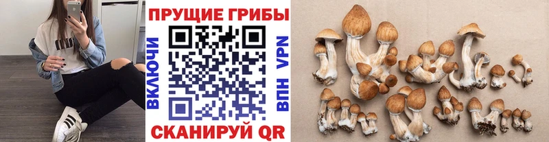 Галлюциногенные грибы мухоморы  omg как войти  Петушки 